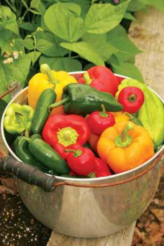 Safe Food Storage for Fruits and Vegetables